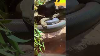 Celebrity Olive Python Profile