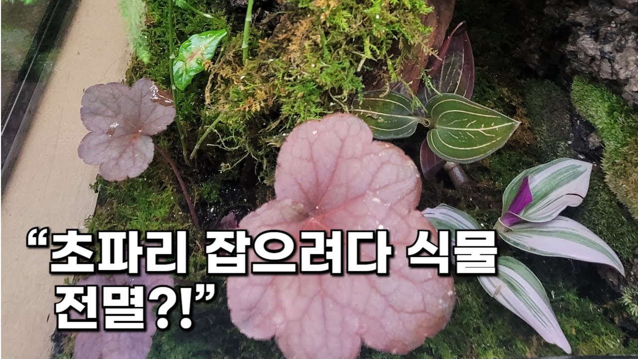 초파리 때문에 식물 전멸?! 테라리움 관리 꿀팁 대공개🌿 - YouTube