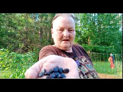 Planting Heirloom Black Pot Liquor Lima Beans