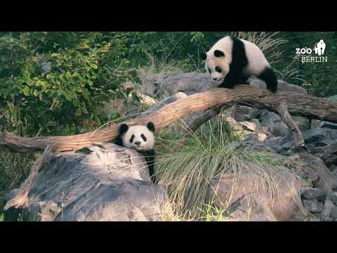 Zoo Raufen Pit und Paule raufen im Zoo Berlin - Little Panda brothers at Zoo ...