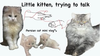 Mini vlog /6 ll little kitten, trying to talk ll  Persian  cat life ll