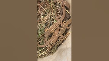 Dông bình thuận ae đam mê.