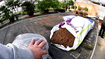 Jak připravit hnojivo na růže?