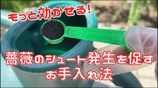 もっと効かせるコツ！薔薇のシュート発生を促すお手入れ法 