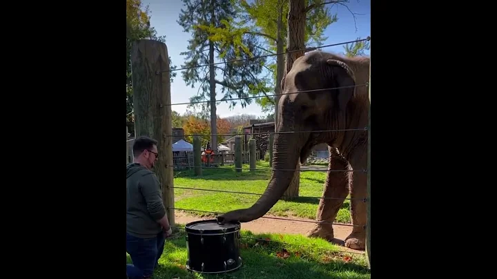 Elephant playing the drums #shorts  #unexpected  #elephant  #drums