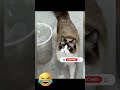 Hilarious ANIMALS in Funny Comedy Scenes part 894 videos