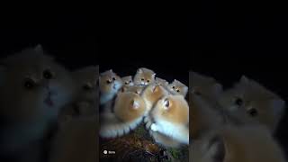 иии мивашки🥰