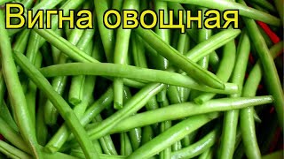 Вигна овощная. Краткий обзор: Вигна овощная описание характеристик, где купить семена