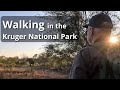 Walking in the Kruger National Park [Re-upload with sound fixed]