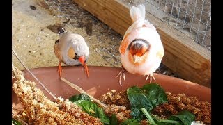 Mixing Bird Species - What Birds Can You Keep Together in an Aviary?