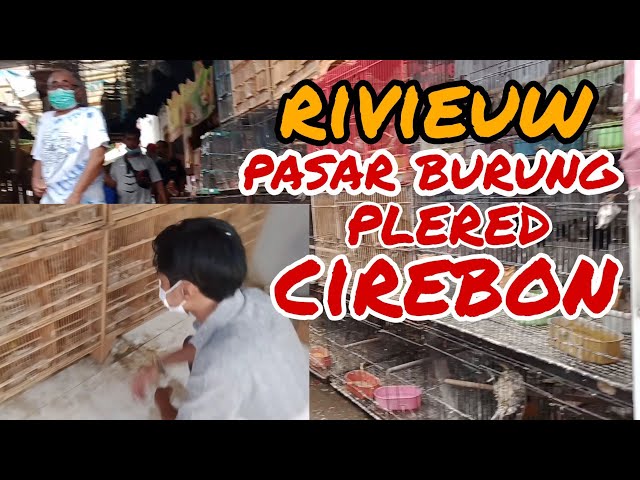 revieuw pasar burung plered cirebon. class=