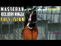 Audio Master Masteran Kolibri Ninja Gacor Full Isian Kicau Burung Mp3 - Mp4 Download