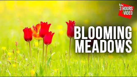 Beautiful Instrumental Music for Stress Relieving, Positive Energy, Mood Lifting [Blooming Meadows]