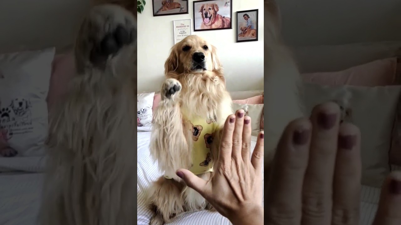 ไฮไฟว์หราาาได้เล้ย #จ่อยศรีพาเพลิน #goldenretriever #โกลเด้นรีทรีฟเวอร์ #dog #คลิปตลก #shorts