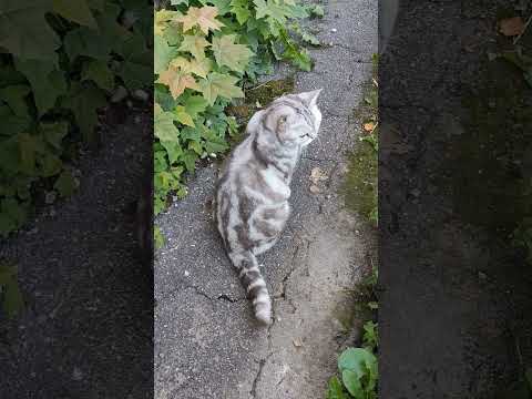 #кошка #кот #котики #забавныеживотные #забавныекотики #shorts #shortsvideo #британец #cat