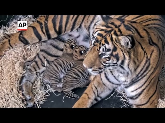 Wild Thai tiger cub footage sparks hope for endangered species