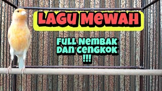 Masteran Kenari Paud Lagu Mewah Speed Rapat Full Tembakan ‼️Durasi 1 Jam