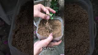 How to grow a dollar tree at home