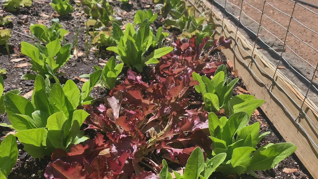 Growing Leafy Greens Gardening With Steil YouTube