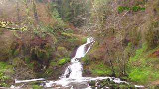 Virtual Hike Deep Forest Stream Waterfalls44Min