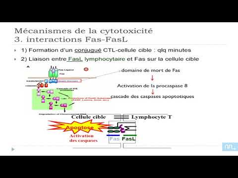 Vidéo: Différence Entre Cytotoxicité Et Génotoxicité