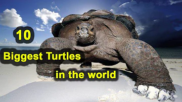 Kdo je obrovská želva?