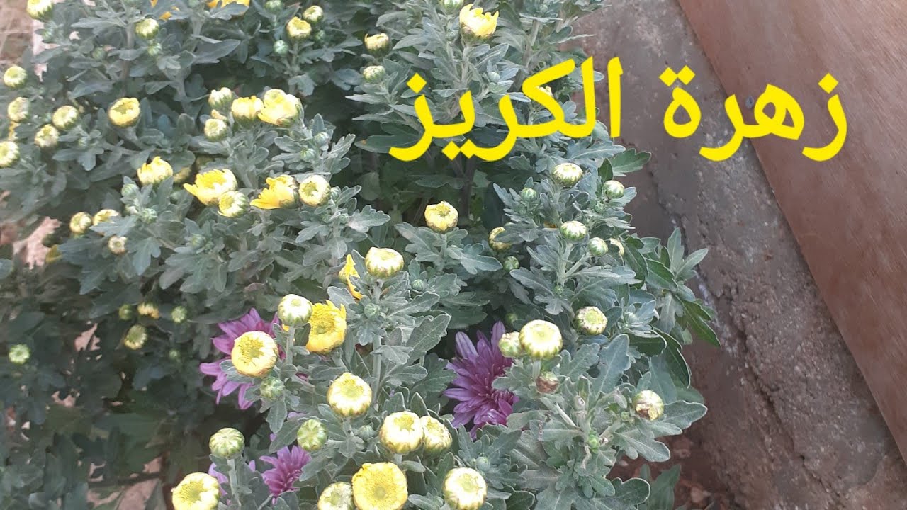 تعلّم الطريقة الصحيحة لزراعة زهرة الكريز أو زهرة الخريف بمنتهى السهولة