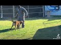 K9 training - Figure 8 and fend off