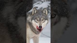 FROZEN HELLSCAPE🤯😱#wildlife #wildlifefacts #earthscience #wildlifevideo #fypage #fypviral
