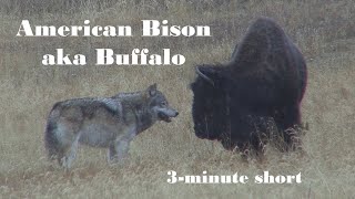 American Bison aka Buffalo | 3-minute short
