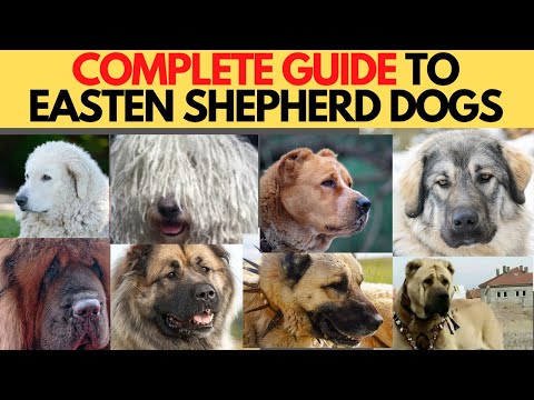 Eastern Shepherd (LGD) dogs - COMPLETE GUIDE