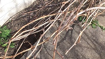 Grapevine Winter Pruning - Part 2