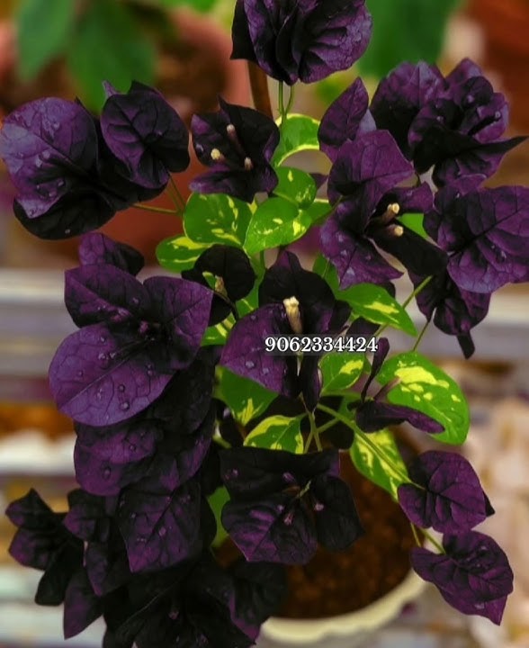 150  Top Bougainvillea Varieties 2025 I'd with Names | Thai Varieties Bougainvillea I'd Names