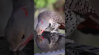 Stunning Northern Flicker - A Close Encounter!