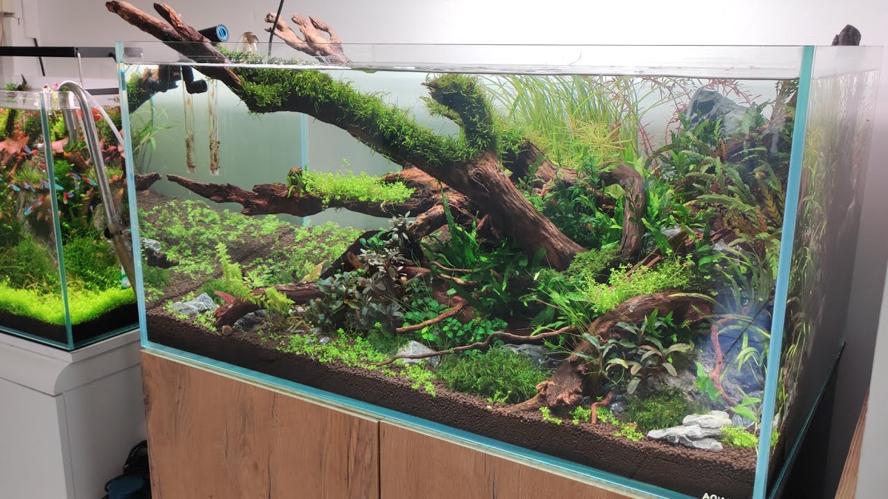montage aquascaping pour débutant 243 litres