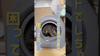 実は困ってた…でも先生もこれなら安心!【HHOLOVE自動猫トイレPro L1 】#猫  #shorts#HHOLOVE #7sgood #自動トイレ