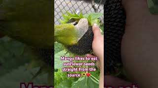 Mango likes to eat sunflower seeds straight from the source ?❤️ conure sunflowerseeds nature