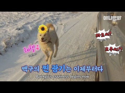 나한테 오지도 않으면서 꼬리만 오지게 흔드는 울집 백구 때문에 천불납니다.l Owner Can’t Touch Her Own <strong>Dog</strong>… The <strong>Solution</strong>?