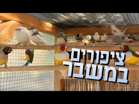 ברווז או אווז | גולדן פינק או זברה פינק | מחשבים מסלול מחדש במקום שבו בחרנו לחיות