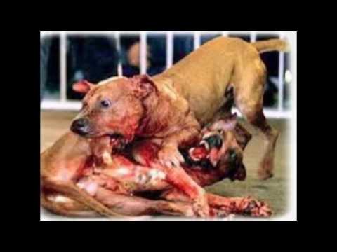 top 10 des chiens les plus dangereux du monde - YouTube top 10 des chiens les plus dangereux du monde - YouTube
