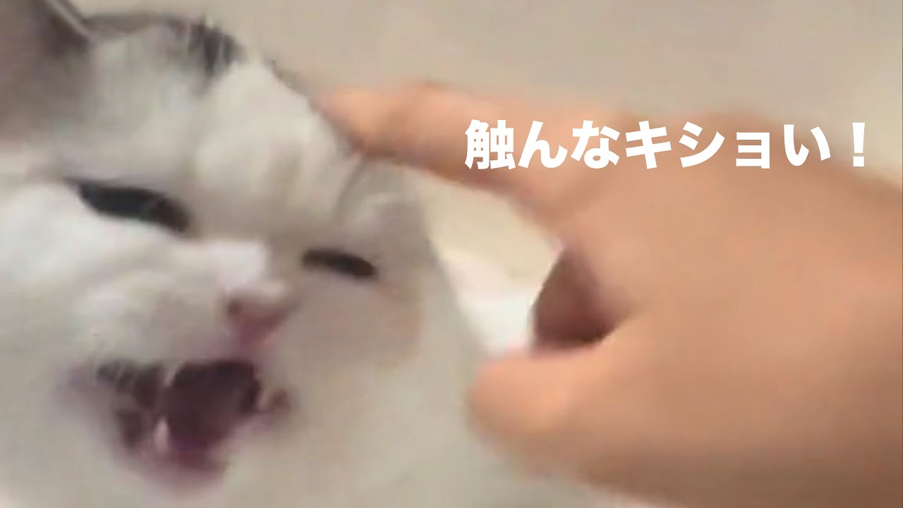 maxresdefault.jpg