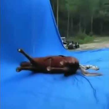 spinning horse meme