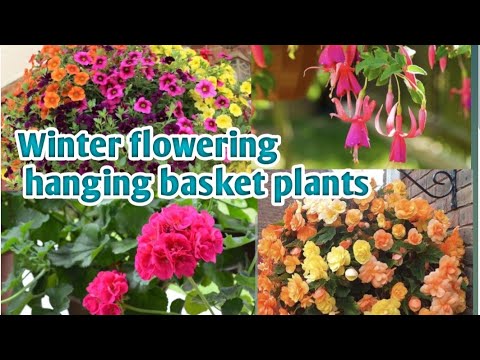 ये पौधे बास्केट में लगा लिये तो गार्डन नें लग जायेंगे 4चाँद Flowering