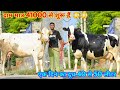 45000 से शुरू हैं आज के दाम। 50 लीटर तक दूध की 15 गाय बिकाऊ हैं High Milking Cows For Sale in Punjab