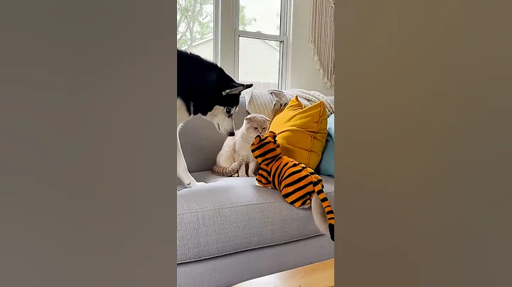 Video 11794541: scottish fold mom, cat funny scottishfold kitten, dogs scottishfold funny, kitten tiger, kitten show