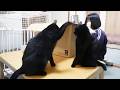負けん気が強すぎる猫!