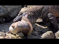 Komodo Fight Over The Carcass Of a Super Wide Fish