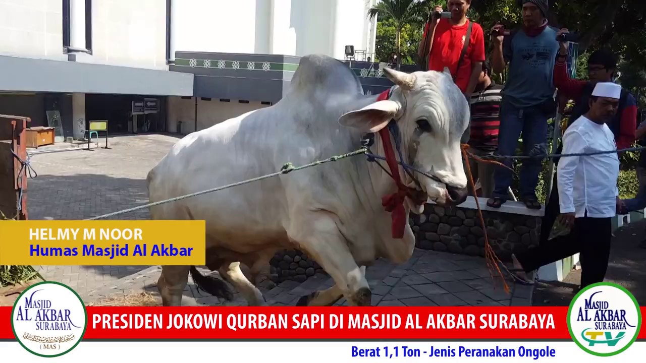 JOKOWI QURBAN SAPI DI MASJID AL AKBAR IDUL ADHA 2017 YouTube