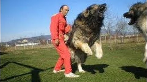 Warframe my first alpha kubrow