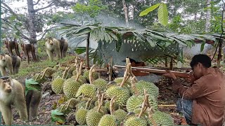 Download Lagu Waspada❗ beruk liar mulai menyerang durian❗musim banjir dan longsor  MP3